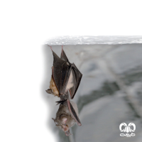 گونه خفاش نعل اسبی کوچک Lesser Horseshoe Bat